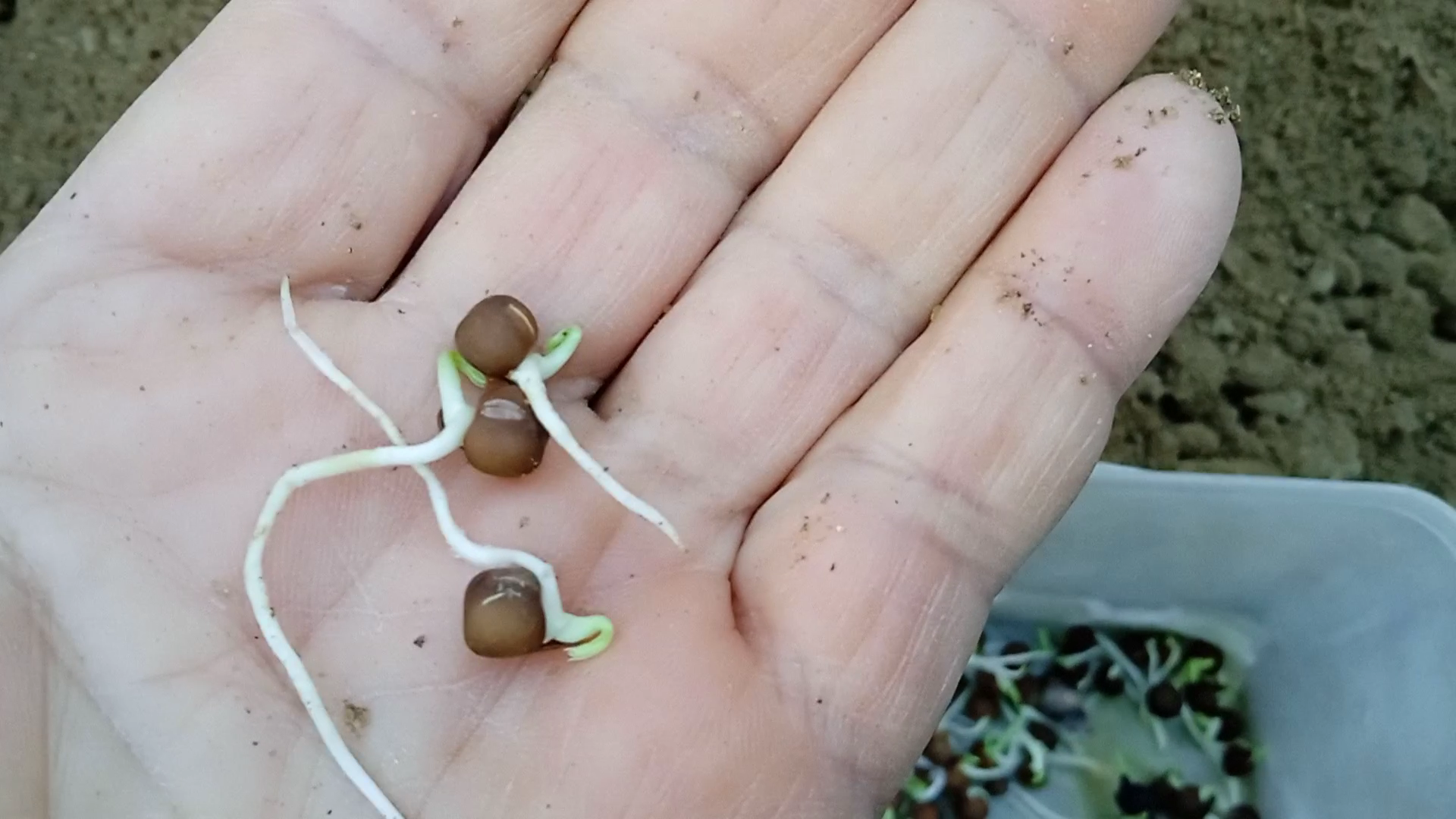 At this point the sprouted seeds are ready to be planted into compost. The compost should be damp but not wet!