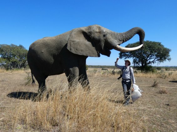 https://www.nowaera.pl/angielski/blog/dzien-czwarty-ostatni-szkolenie-sloni