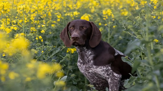 German Shorthaired Pointer