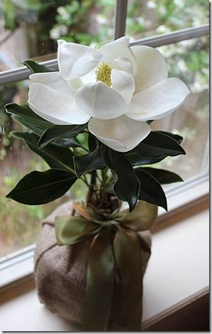 Seeds Of Life Magnolia