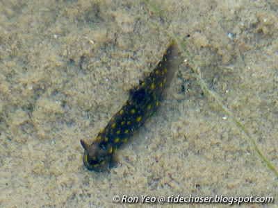 Gymnodoris sp.