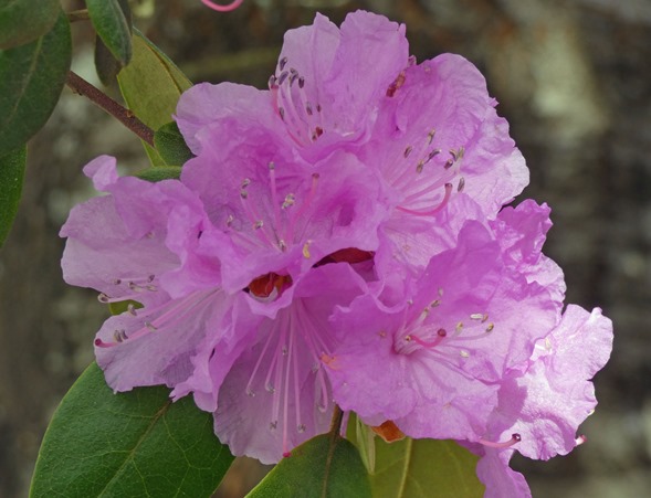 Capital Azalea
