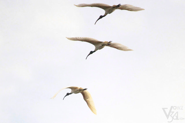 Ibises in flight