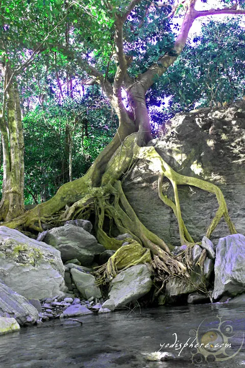 Old balete tree with its snaking roots going down the river