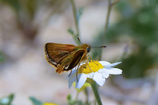 mariposa-dorada-linea-larga-thymelicus-sylvestris-