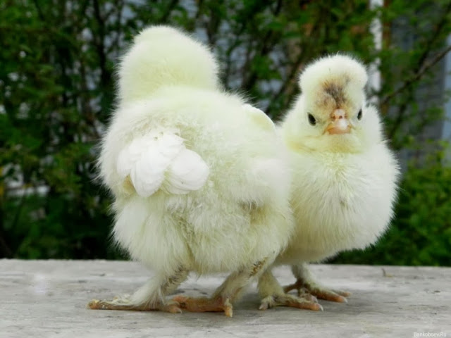 Cute Beautiful Chickens HD Wallpaper Free