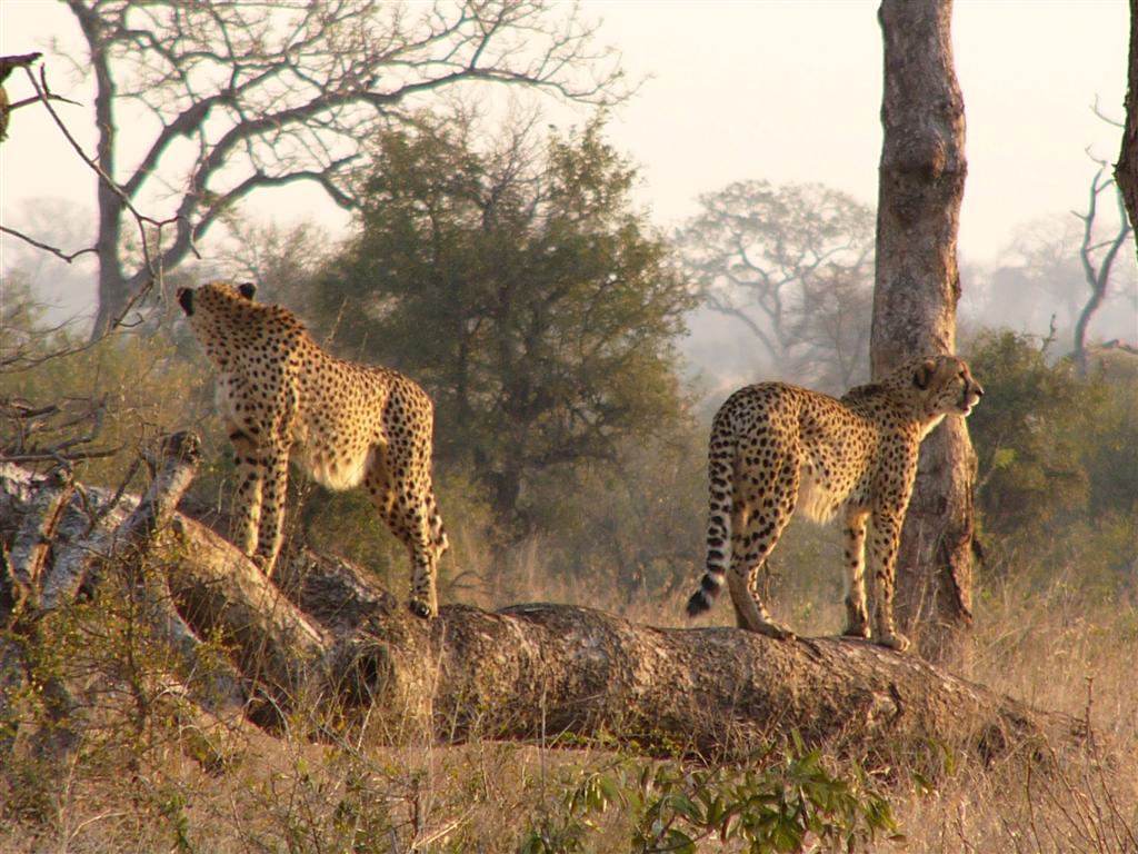 Cheetahs in the wild live less longer than cheetahs in captivity but 