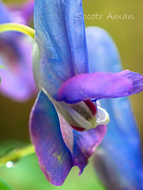 Corydalis lineariloba