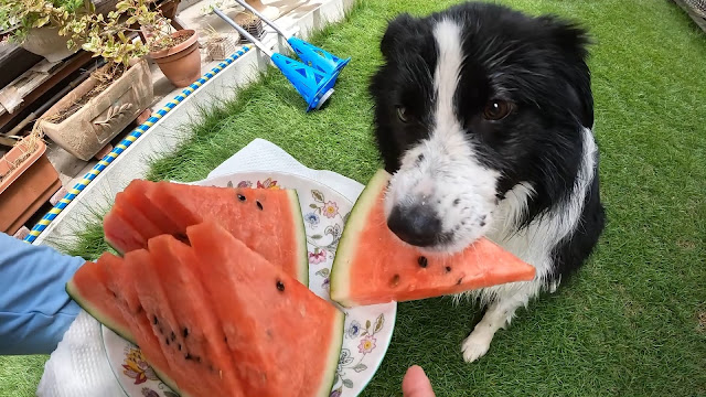 保護犬 ボーダーコリー トーマ