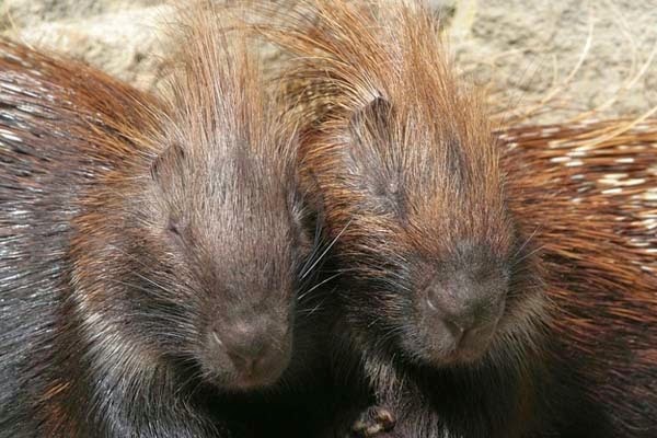 Here Are 24 Awesome Things You Didn't Know About Animals. #11 Just Made My Week. - A group of porcupines is called a 