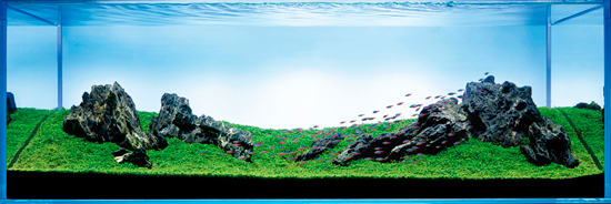 aquascape iwagumi style