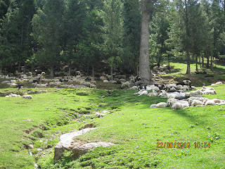 Kothi - Manali