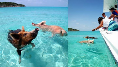 pulau babi berenang bahamas