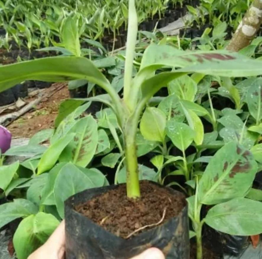 bibit pisang ambon ready tanaman buah super kualitas terbaik Bogor