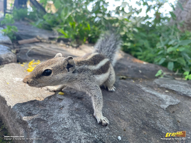 Curious looking Indian palm squirrel