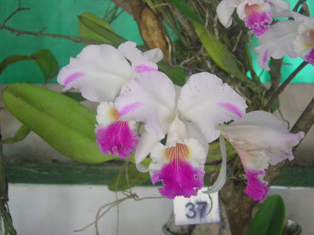 ORQUIDEA CATLEYA MENDELLI 