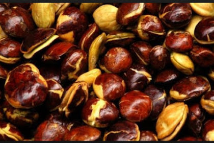 12 Manfaat Luar Biasa Jengkol Bagi Kesehatan