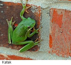 Katak