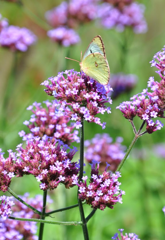 types of verbena flowers Verbena Bonariensis Seeds | 576 x 841