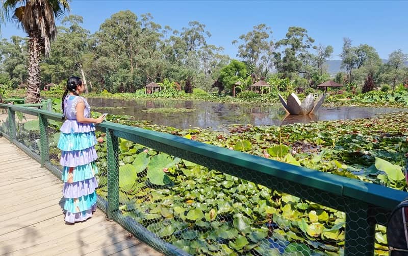 Blue Lotus Water Garden at Yarra Junction