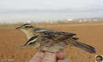 Acrocephalus paludicola