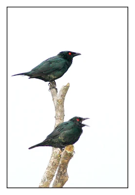 Two Starling resting at dead branch