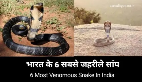 snake  in india