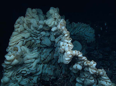 Large sea sponge