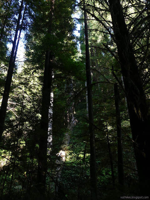 tall trees and a long fallen