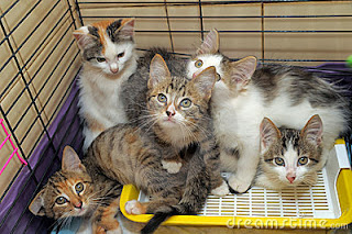 cats for adoption