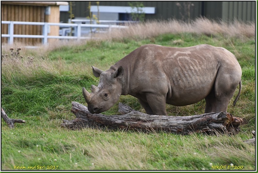 Yorkshire Wildlife Park - August