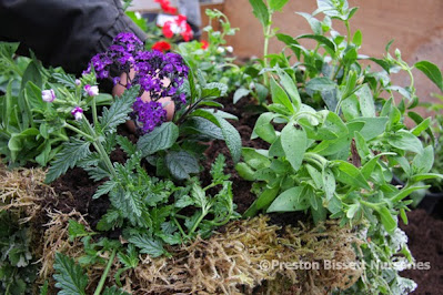 How To Make A Summer Hanging Basket