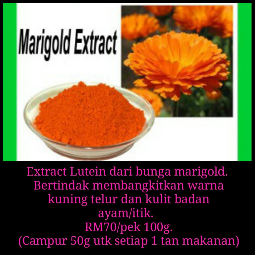 -- ALATAN TERNAK ONLINE --: LUTEIN - MENAMBAHKAN WARNA 