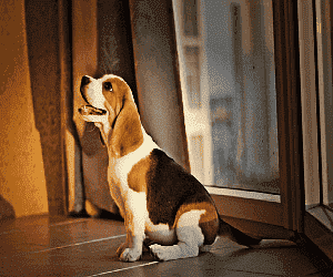 Tips for Caring for Beagle Dogs and Getting to Know the Character
