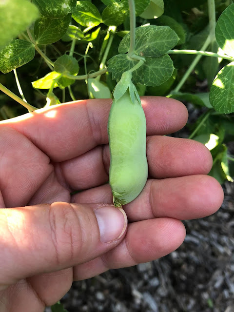 Harvesting Peas