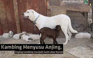 Kambing Menyusu Anjing, Daging Kambing Halal atau Haram?