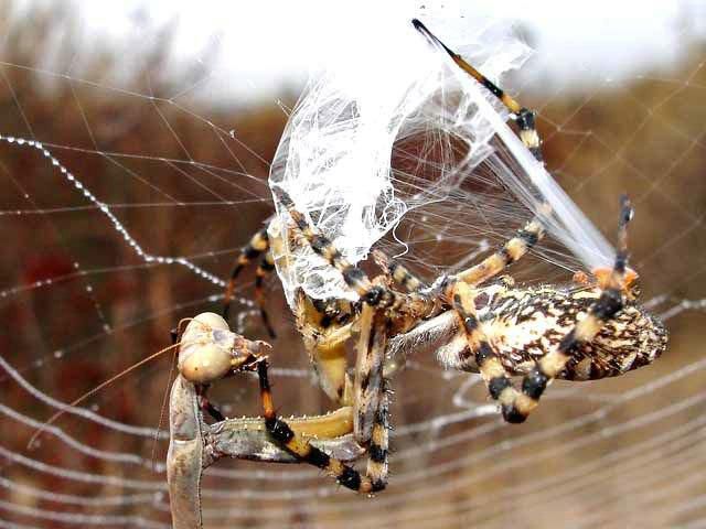 A battle between a spider and a mantis, animal fights, animal battle