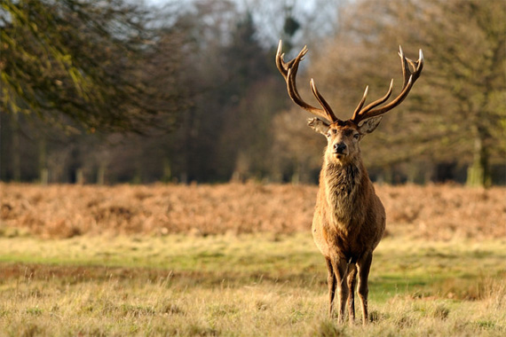 Wildlife Photography