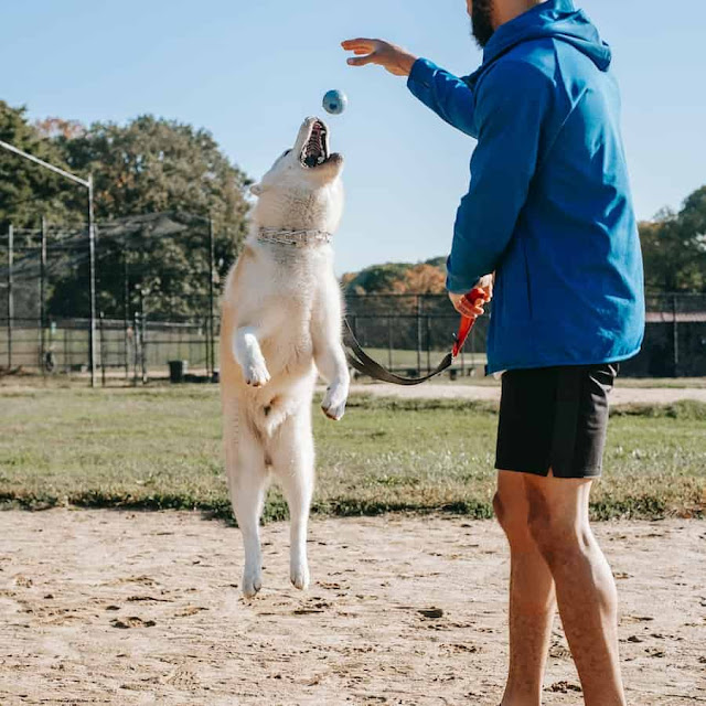 How to Weight Train Your Dog at Home