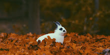 White Rabbit Sitting in Autumn Leaves