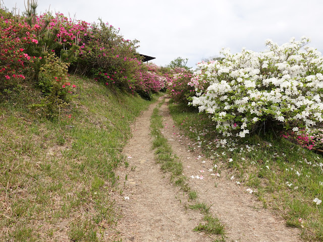 島根県松江市美保関町美保関　五本松公園　ツツジ（躑躅）