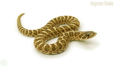 Hognose snake