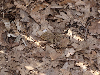 Bufo (Bufo) bufo DSC50585