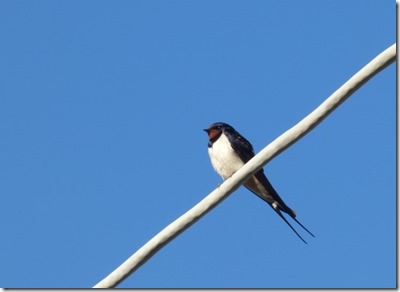 Swallow