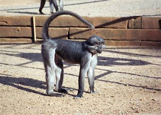 world monkey photos sooty mangabey found in africa in ghana and senegal