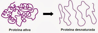 Resultado de imagem para desnaturação proteica