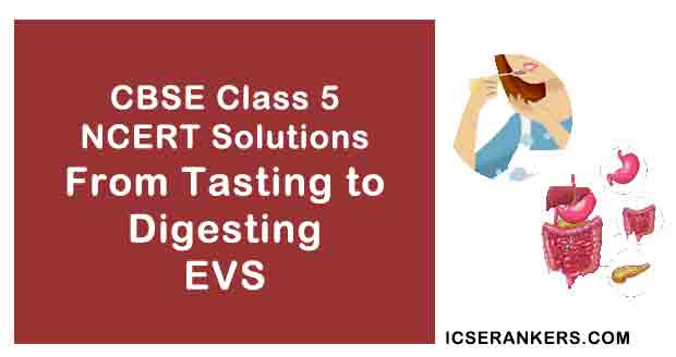 NCERT Solutions for Class 5th EVS Chapter 3 From Tasting to Digesting