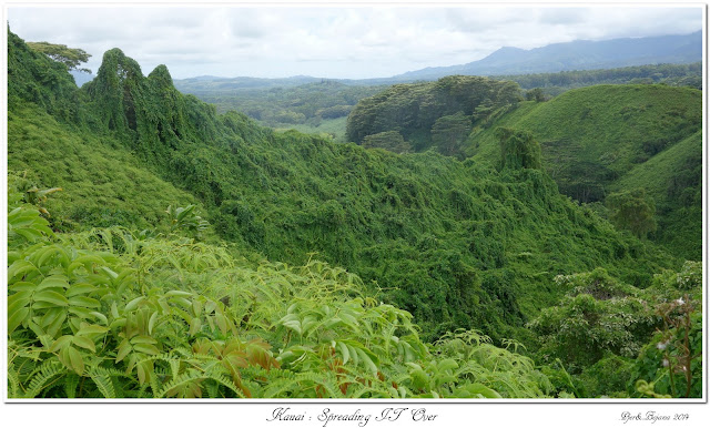 Kauai: Spreading IT Over