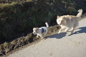 Gregory and his new friend Two dogs running to find topini