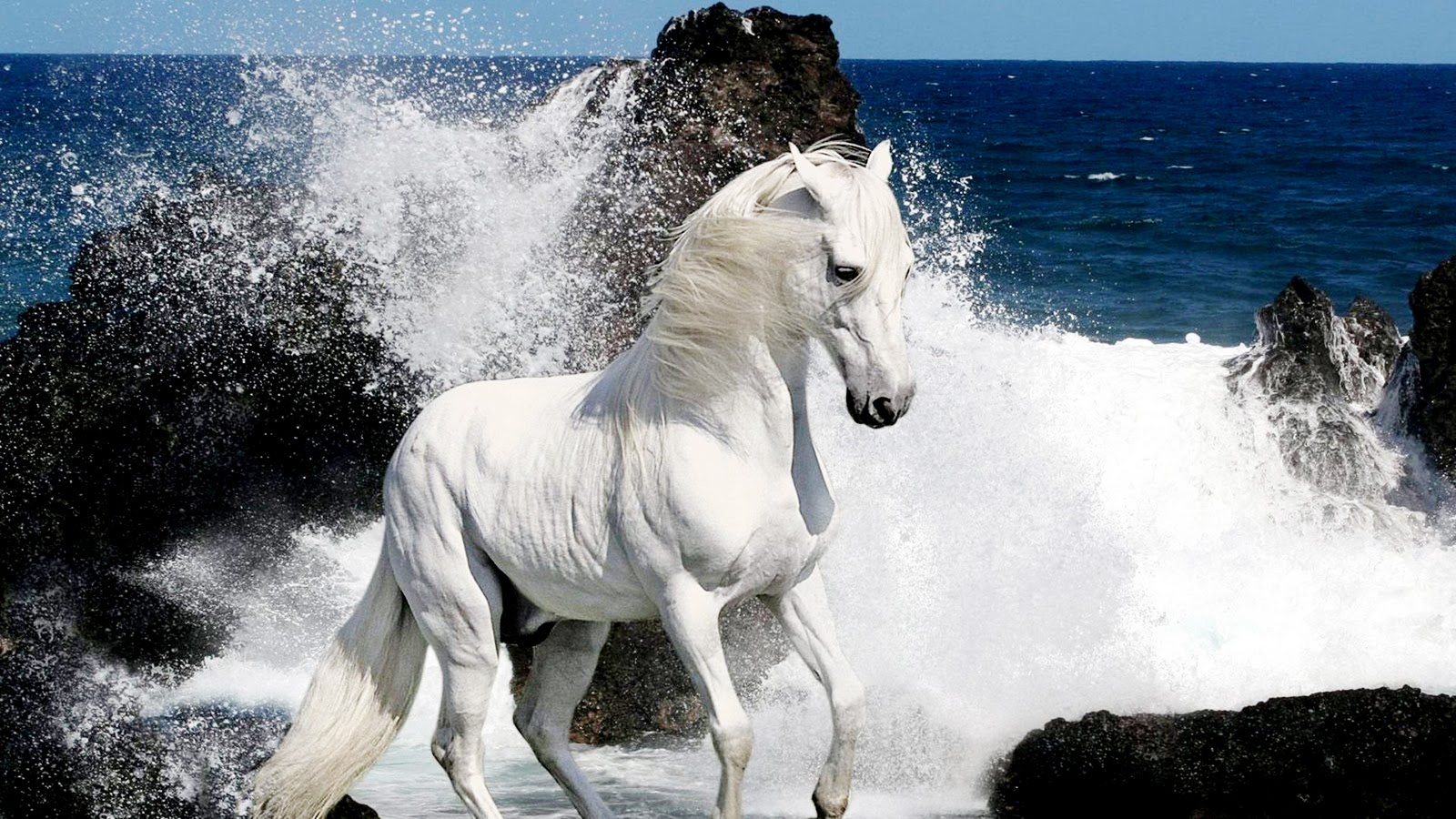 horses wallpapers - FREE HD WALLPAPERS